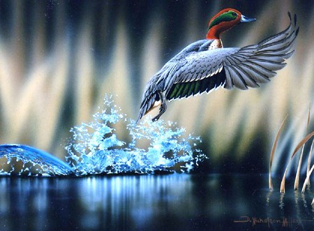 Splash of takeoff - duck, water, takeoff, splash, reflection