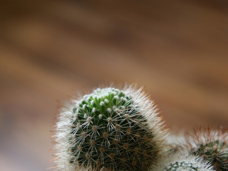 Cactus - vegetal, cactus, nature, life