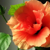 beautiful orange hibiscus