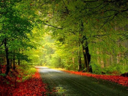 Way to hapiness - nature, forest, way, tree, flowers