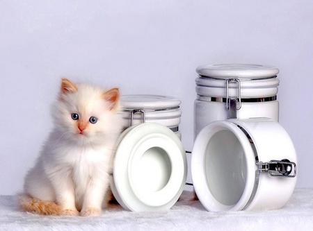 Out of treats - white, empty, containers, kitten