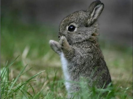 Sweet hare - rabbit, animal, grass, hare, life