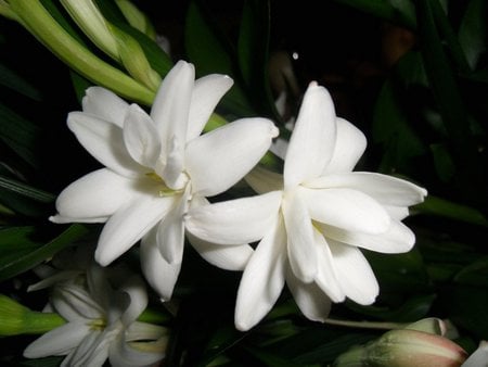 White flowers - white, flower, petal, nature