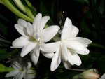 White flowers