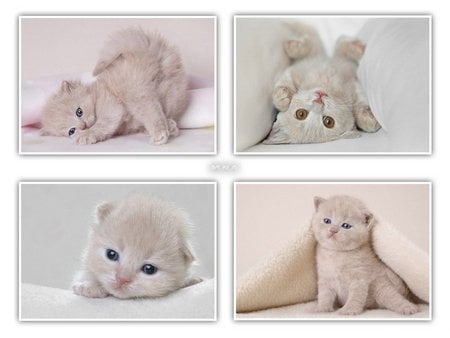 Cute white cats - cute, kitten, sweet, cat