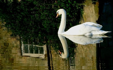 Lovely Swan - house, bird, swan, beautiful, beauty, lovely, reflection, tree, swans, white, nature, lake