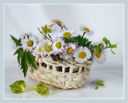 flowers - white, margarita, flower basket, photography, beautiful, bouquet, flowers, still life