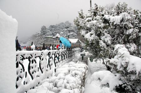 snowfall in shimla - shimla, india, shashank