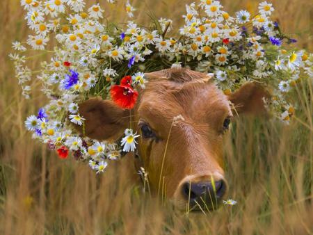 All Dressed Up - brown, calf, sweet, flowers, grass, daisies