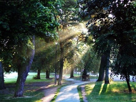 Light the way - sunlight, rays, pathway, trees, grass