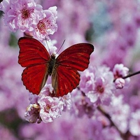 On the plum blossom