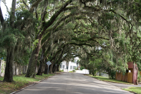 St. Augustine, Florida - florida, oak trees, trees, streets