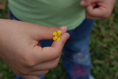 A Tiny Gift - flowers, childhood, love, family