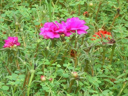 Moss rose - nature, moss rose, flowers, pink