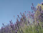 Lavendar