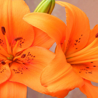 Orange Beauties