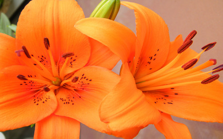 Orange Beauties - flowers, beauty, lillies, orange