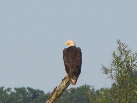 Proud Eagle - nature, eagle, photo, bird