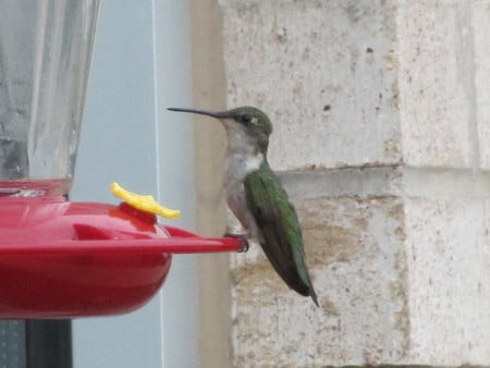 Hummingbird at Work - nature, hummingbirds, photo, birds