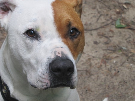 Swiper - pit bull, animal, photo, dogs