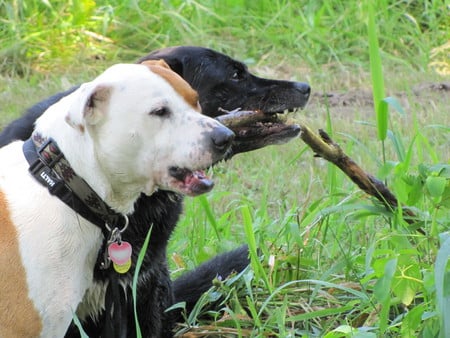 Wally and Swiper - photo, dogs, stick, animals