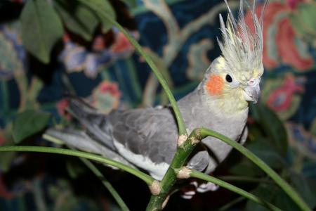 Cockatiel - cockatiel, bird, animal, leaves