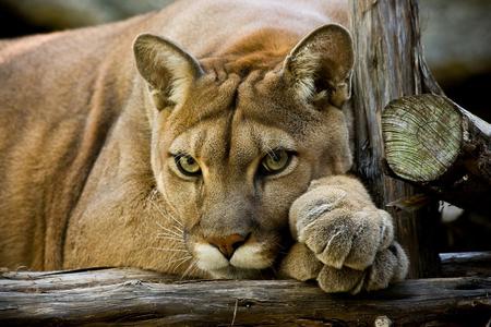 Cougar