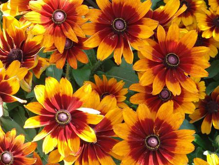 Flowers - flowers, orange, yellow, nature