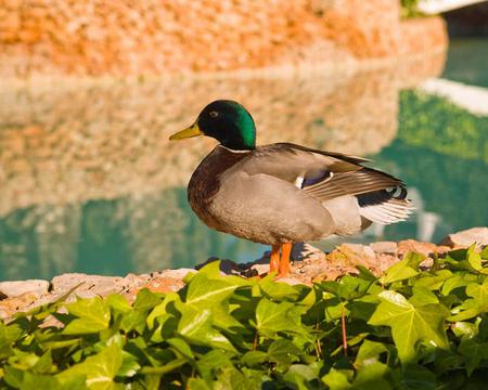 Duck - leaves, animal, water, duck