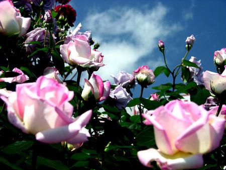 Roses - sky, roses, pink, flowers, nature