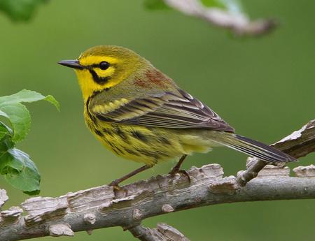 Bird - tree, animal, bird, limb