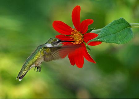 Hummingbird - animal, bird, flower, hummingbird