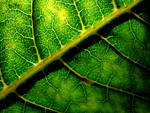 green leaf