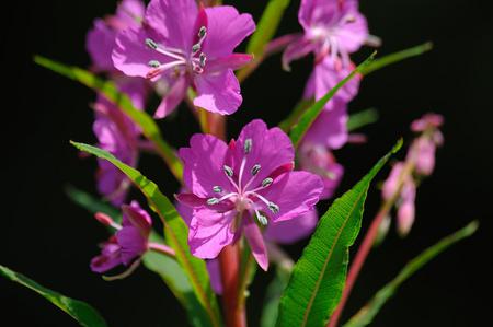 Flowers - flowers, purple, petals, nature