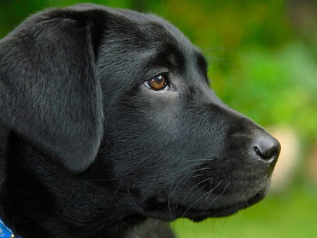 MY NAME IS BLACKIE - playful, canine, loveable, friendly