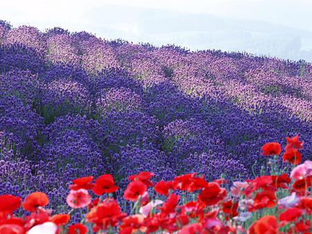 Flowers - flowers, field, sky, nature