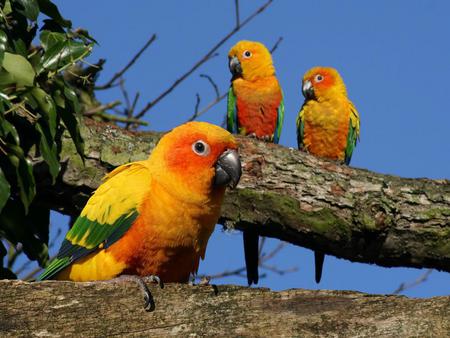 Parrots - sky, animal, parrots, tree, birds