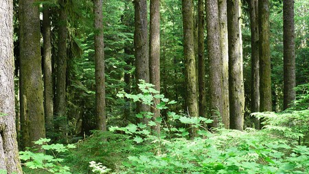 Forest Greens - trees, bushes, forest, washington, firefox persona, widescreen, green, plants, woods