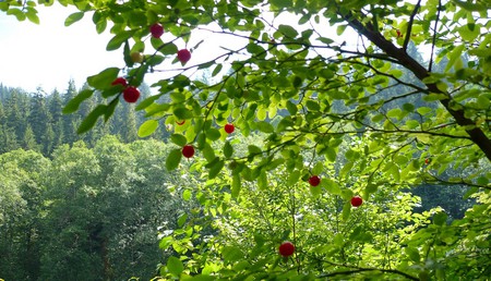 Huckleberries - forest, green, berries, widescreen, washington, fruit