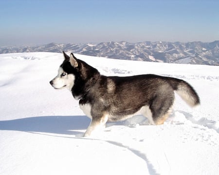 siberian husky - winter, husky, wolf, dog