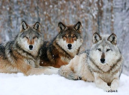 Trio wild - winter, brown, snow, forest, three, wolves, black, grey, white