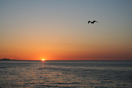 Winging Home - sky, ocean, sunset, birds