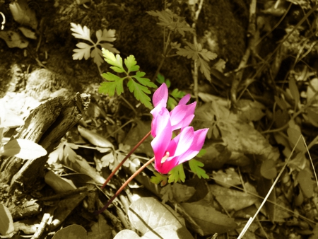 Alone cyclamens - sardinia, purple, alone, cyclamen, forest