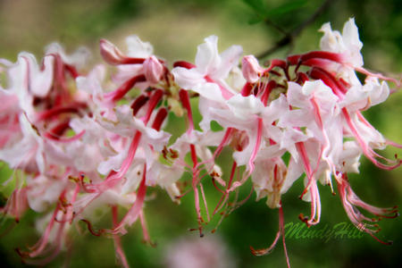 Wild Azalea - bloom, daisy, spring, flower, pink, wild