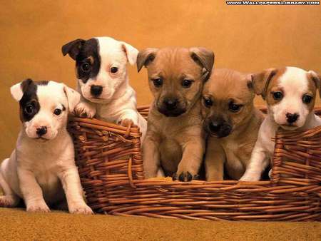 puppies - adorable, cute, lovable, dog bed