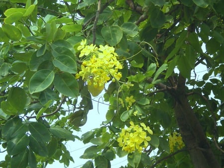 Flowers - flowers, yellow, nature