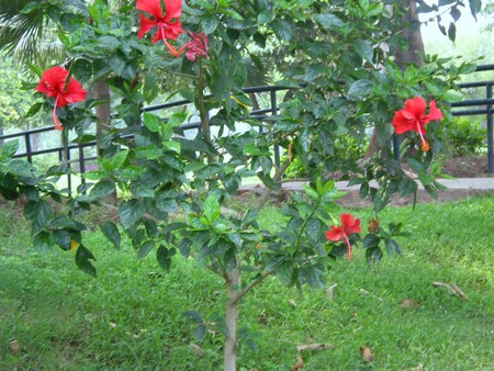 Red Hibiscus - flowers, red hibiscus, nature