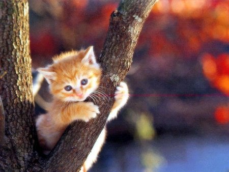 Sweet kitten at forest - cat, tree, forest, kitten