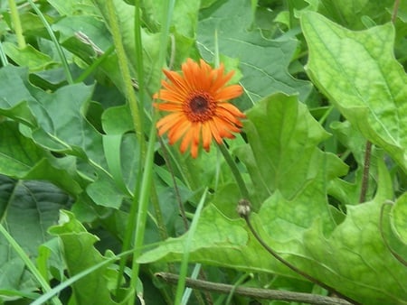 daisies - nature, flowers, red daisies, flower