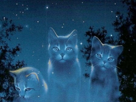 Cat spectrum - stars, sky, cat, spectrum, night, kitten, three, abstract, cats, blue